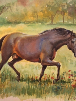 caballo acuarela de rofer pradera